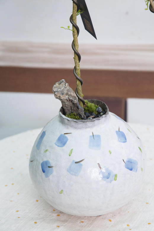 造型九里香 商品图1