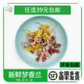 梦香兰（文心兰）1*5g 商品图0
