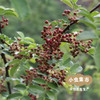【积分享优惠】吾木生态红花椒 90g/袋 | 合作农友生产，产自云南吾木村，生产者：和玉文 ＆【公平贸易农人定价】 商品缩略图5