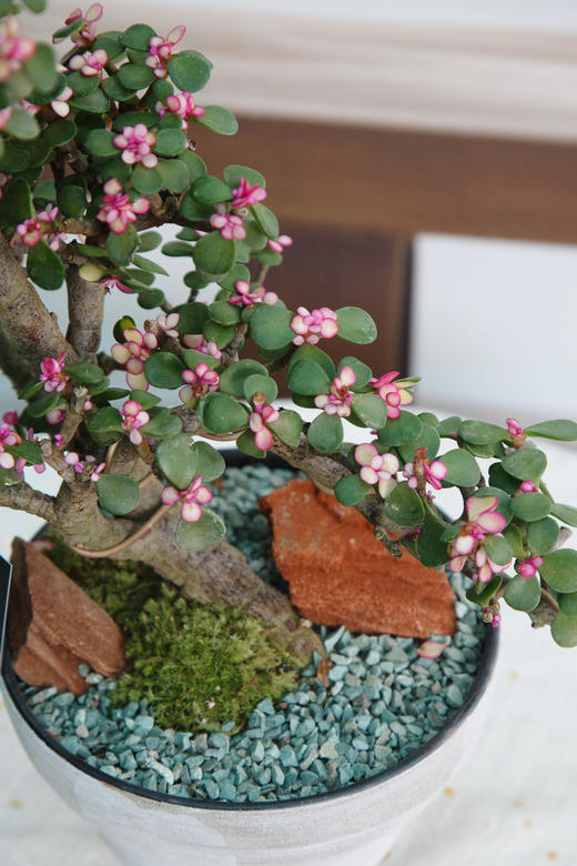 造型金枝玉叶 商品图1