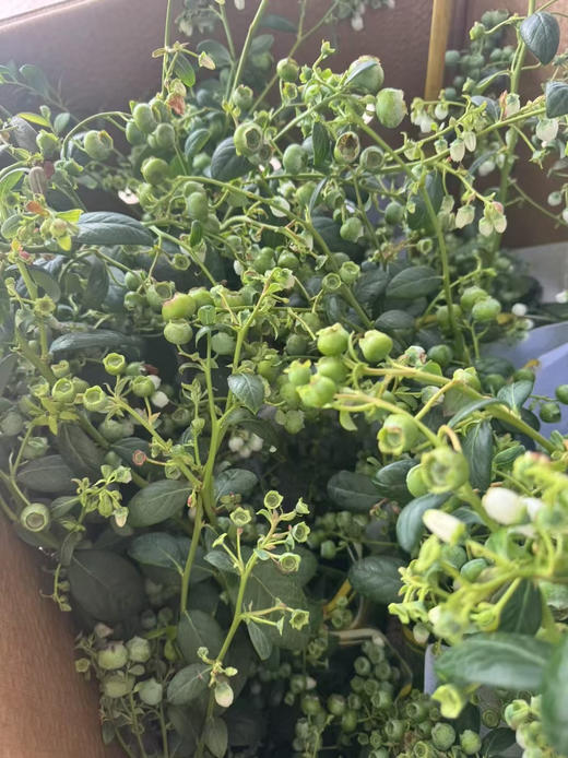 鲜活蓝莓树盆栽🪴 商品图2