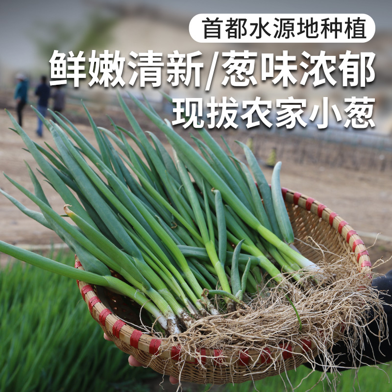 每日现拔  农家种植现拔小葱  叶多白少  鲜嫩味浓  适合蘸酱 250g