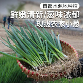 每日现拔  农家种植现拔小葱  叶多白少  鲜嫩味浓  适合蘸酱 250g