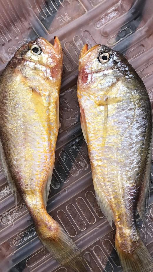 【大头宝】3斤到手59野生海捕梅童鱼半滴冰衣都没有颜色鲜丽 基地直邮 商品图4