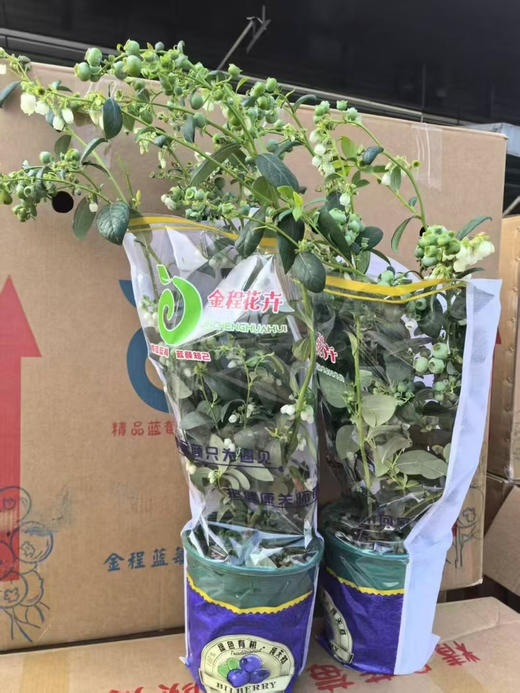 鲜活蓝莓树盆栽🪴 商品图0