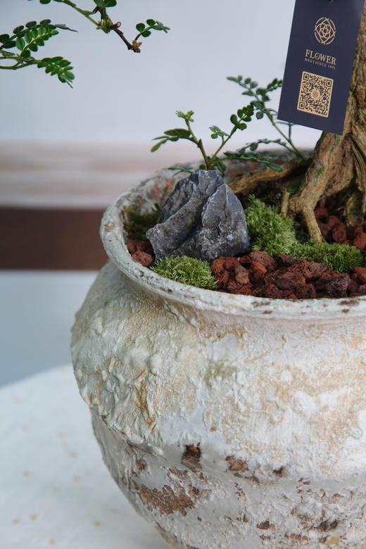 造型清香木 商品图1