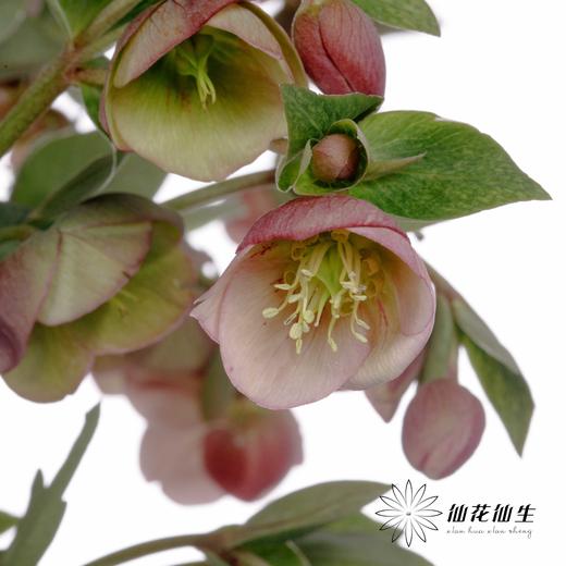 配花 | 兔葵小铃铛 商品图6