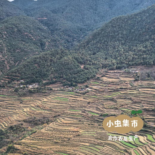 【积分享优惠】吾木生态红花椒 90g/袋 | 合作农友生产，产自云南吾木村，生产者：和玉文 ＆【公平贸易农人定价】 商品图11