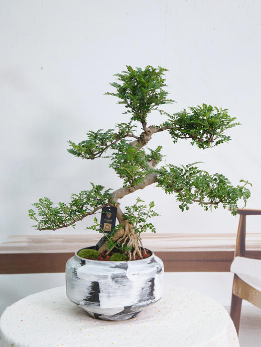 造型清香木 商品图0