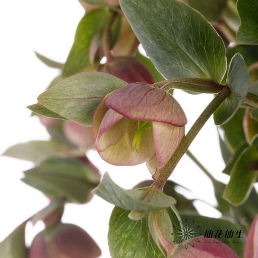 配花 | 兔葵小铃铛 商品图2