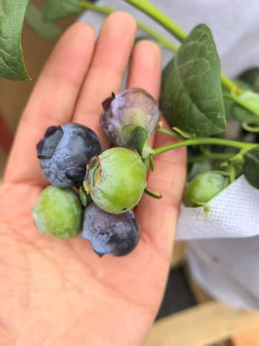 鲜活蓝莓树盆栽🪴 商品图4