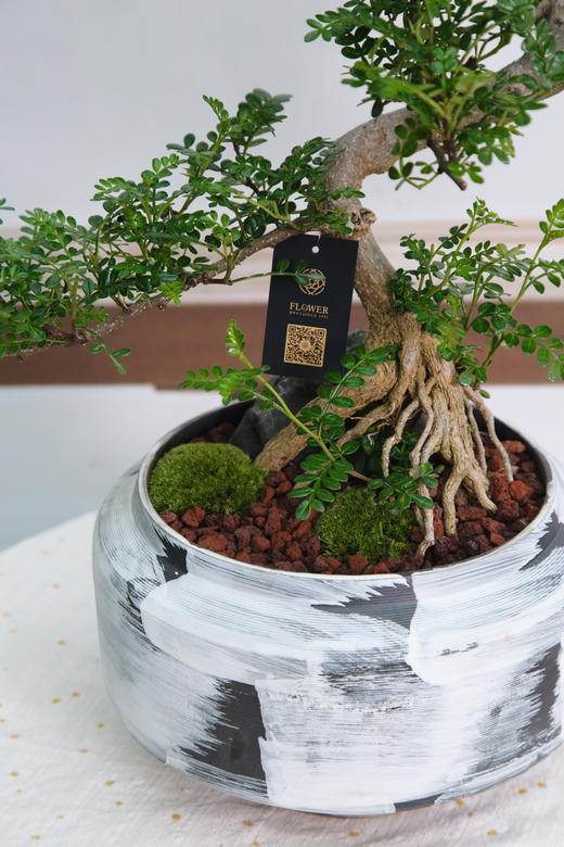 造型清香木 商品图1