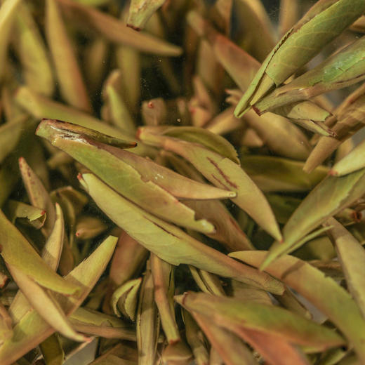 广诚行2025年头采银针后井岩韵非遗传承人吴传惠 商品图2