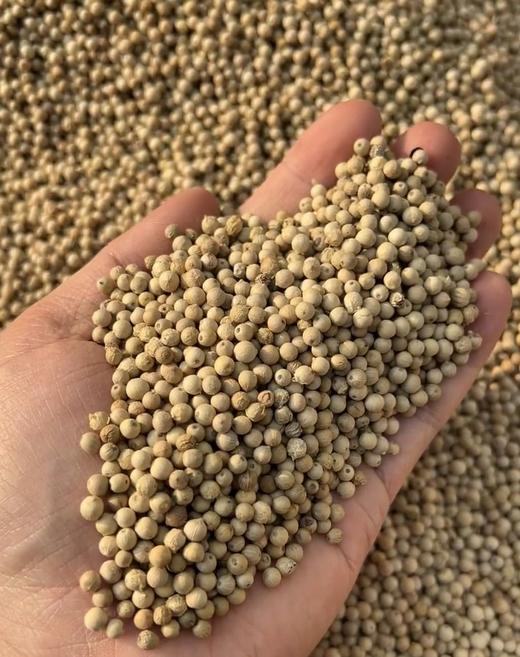 「适配五行蔬菜汤」新鲜海南白胡椒/黑胡椒 2斤送研磨瓶 商品图2