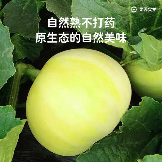 马连庄甜瓜礼盒4斤装【分仓直发，72小时发货，周末节假日不发货】 商品图6