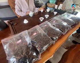  2025茶山日记4｜每一次试茶都像我的人生，明明很认真，最后还是一塌糊涂 