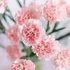 新鲜鲜花 粉色康乃馨鲜切花 20枝（可备注送货时间） 商品缩略图3