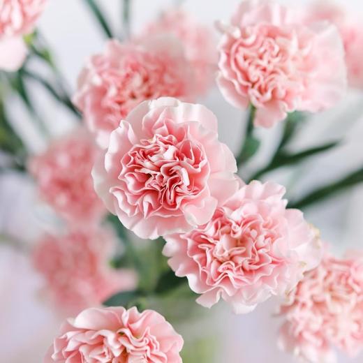 新鲜鲜花 粉色康乃馨鲜切花 20枝（可备注送货时间） 商品图3