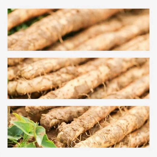 Healthhabor健康港湾垆土铁棍山药粉礼盒装(20g*20条) 商品图10