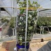 云南直发L25蓝莓树（明日到货） 商品缩略图0
