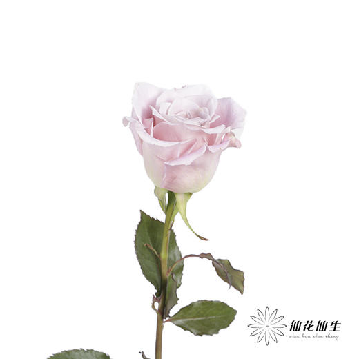 百利信单头玫瑰 | 信念 商品图1