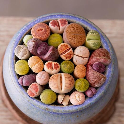 【肉团子❗屁屁多肉生石花】混合彩色多肉植物石生花，番杏科肉锥小盆栽PP花带盆土绿植QQ 商品图0