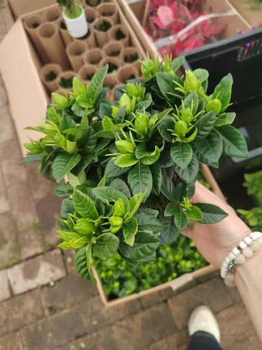 栀子花一盆 商品图2