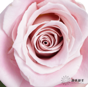 百利信单头玫瑰 | 信念