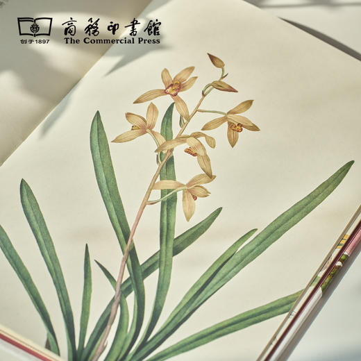 科普手账本  飞羽/识花 【商务印书馆涵芬文创】 商品图3