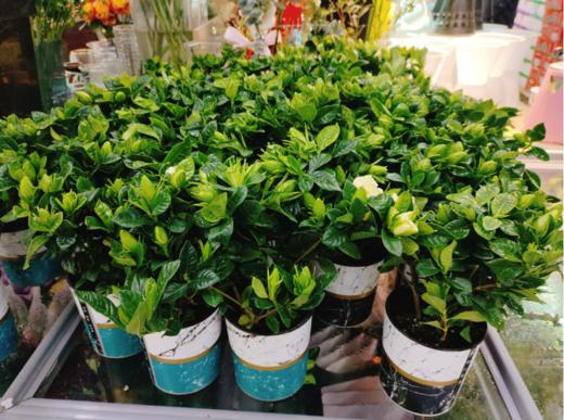 栀子花一盆 商品图0