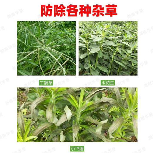 春季除草方案果园精草铵膦铵盐杀水花生牛筋草小飞蓬专用除草剂 商品图5