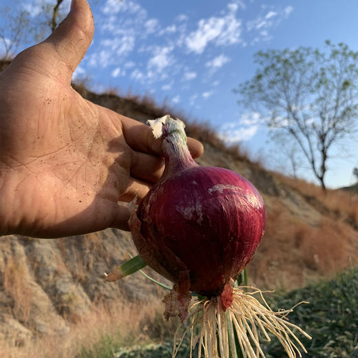梓盟有机紫洋葱 商品图2