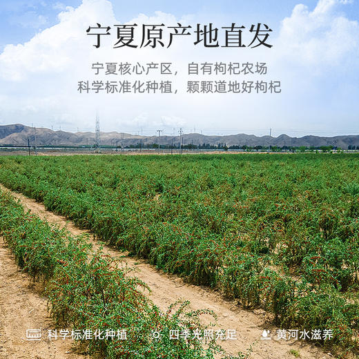 【冬季滋补】杞里香250g罐装特级枸杞，260g袋装特级头茬枸杞，宁夏红枸杞 商品图2