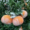 [最农公社]广西武鸣茂谷柑3斤5斤9斤中果大果当季新鲜大果石灰脏脏柑橘 商品缩略图10