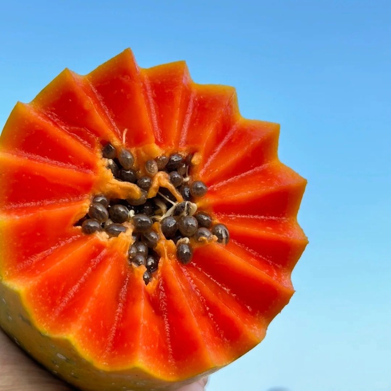 【京东快递】海南树上熟木瓜礼盒 如冰淇淋化在舌尖 树上熟木瓜带来的独有润甜 - ATX