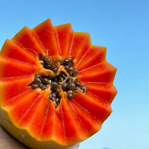 【京东快递】海南树上熟木瓜礼盒 如冰淇淋化在舌尖 树上熟木瓜带来的独有润甜 - ATX 商品图0