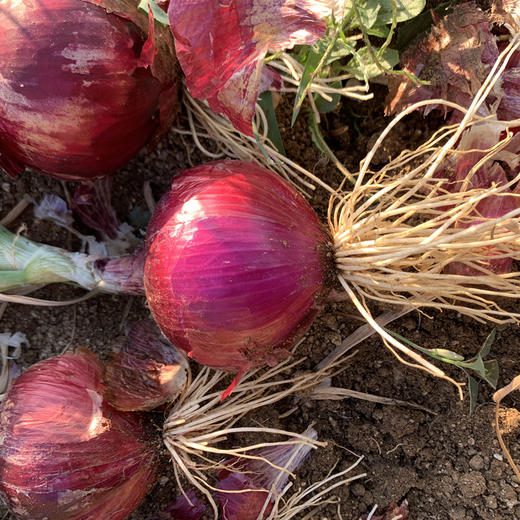 梓盟有机紫洋葱 商品图1