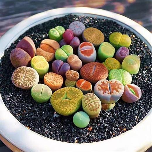 【肉团子❗屁屁多肉生石花】混合彩色多肉植物石生花，番杏科肉锥小盆栽PP花带盆土绿植QQ 商品图1