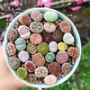 【肉团子❗屁屁多肉生石花】混合彩色多肉植物石生花，番杏科肉锥小盆栽PP花带盆土绿植QQ 商品缩略图2