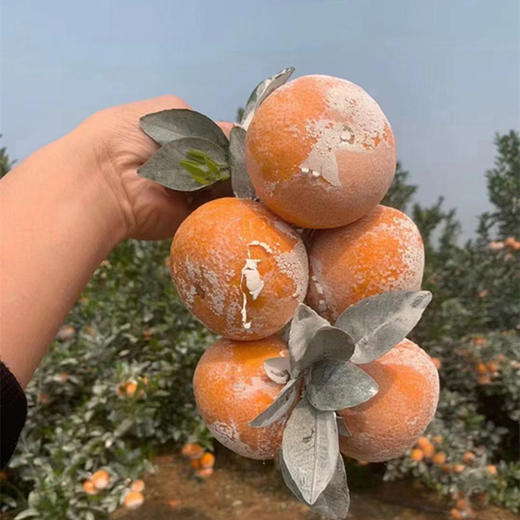 [最农公社]广西武鸣茂谷柑3斤5斤9斤中果大果当季新鲜大果石灰脏脏柑橘 商品图9