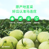 马连庄甜瓜礼盒4斤装【分仓直发，72小时发货，周末节假日不发货】 商品缩略图5