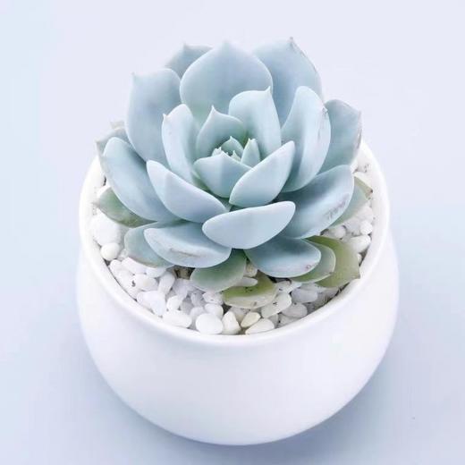 【超可爱❗蓝鸟多肉植物】蓝鸟多肉植物带盆，稀有蓝色肉肉花，室内好养易活多肉小盆栽花卉绿植QQ 商品图3