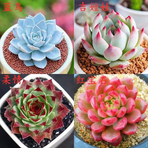 【超可爱❗蓝鸟多肉植物】蓝鸟多肉植物带盆，稀有蓝色肉肉花，室内好养易活多肉小盆栽花卉绿植QQ 商品图4