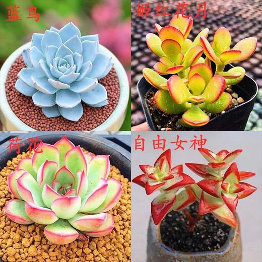 【超可爱❗蓝鸟多肉植物】蓝鸟多肉植物带盆，稀有蓝色肉肉花，室内好养易活多肉小盆栽花卉绿植QQ 商品图6