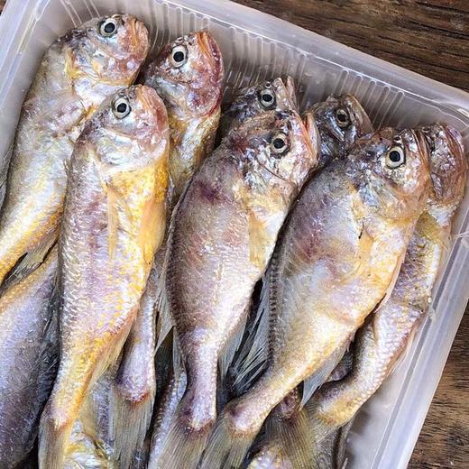 【康在此】黄海野生新鲜梅童鱼 大头宝 肉质细腻鲜嫩 入口即化 零冰衣发货 商品图5