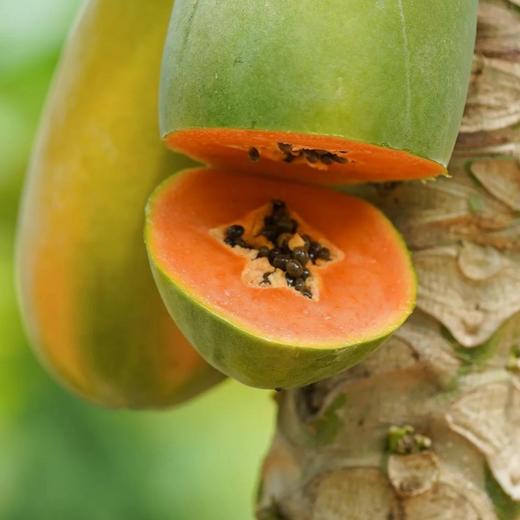 【京东快递】海南树上熟木瓜礼盒 如冰淇淋化在舌尖 树上熟木瓜带来的独有润甜 - ATX 商品图6