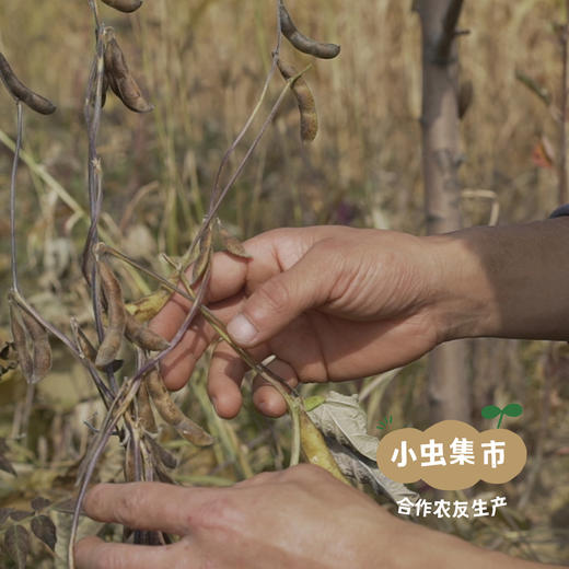 山西生态古法酱油 248ml*2瓶 | 合作农友生产，来自山西太谷，生产者：贺健增 ＆【公平贸易农人定价】 商品图5