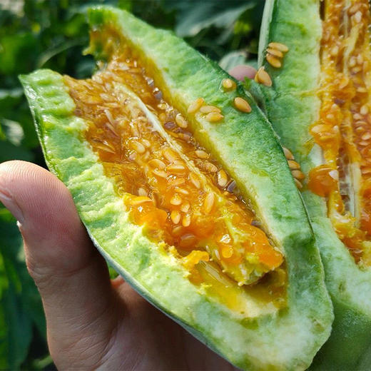 羊角蜜甜瓜”熟啦 脆甜清爽‼️现摘现发  净重4.5斤 商品图5