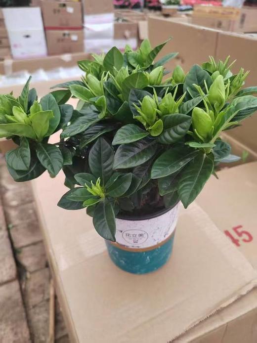 栀子花一盆 商品图1