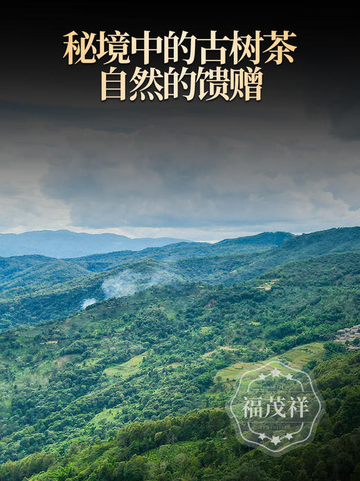 【新品上新】【酸枣树】小微产区 口感超群 甜似佳人 2021年春茶云南普洱茶区景谷普洱茶生茶纯料散茶 罐装50g 商品图0